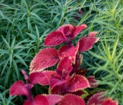 2021 09 15 LongFellowGardens 007